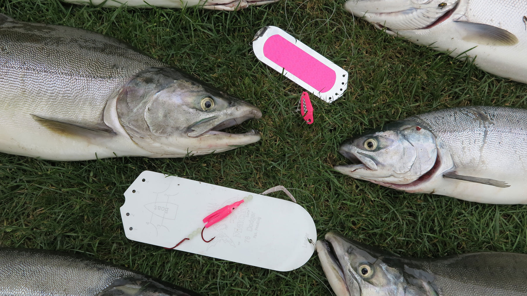 Brooks: How To Target Puget Sound Pink Salmon