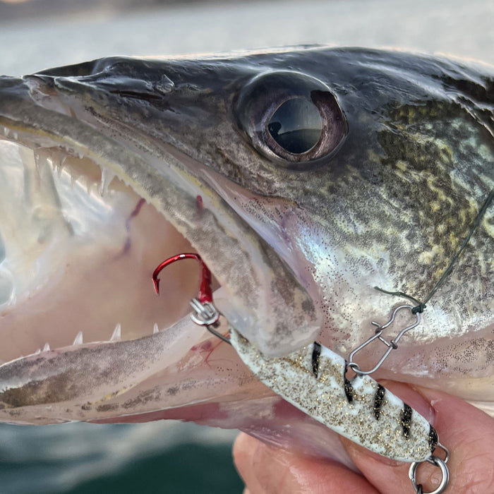 Rosko: Navigating Rocky, Snaggy Structure with "Micro" Sonic BaitFish