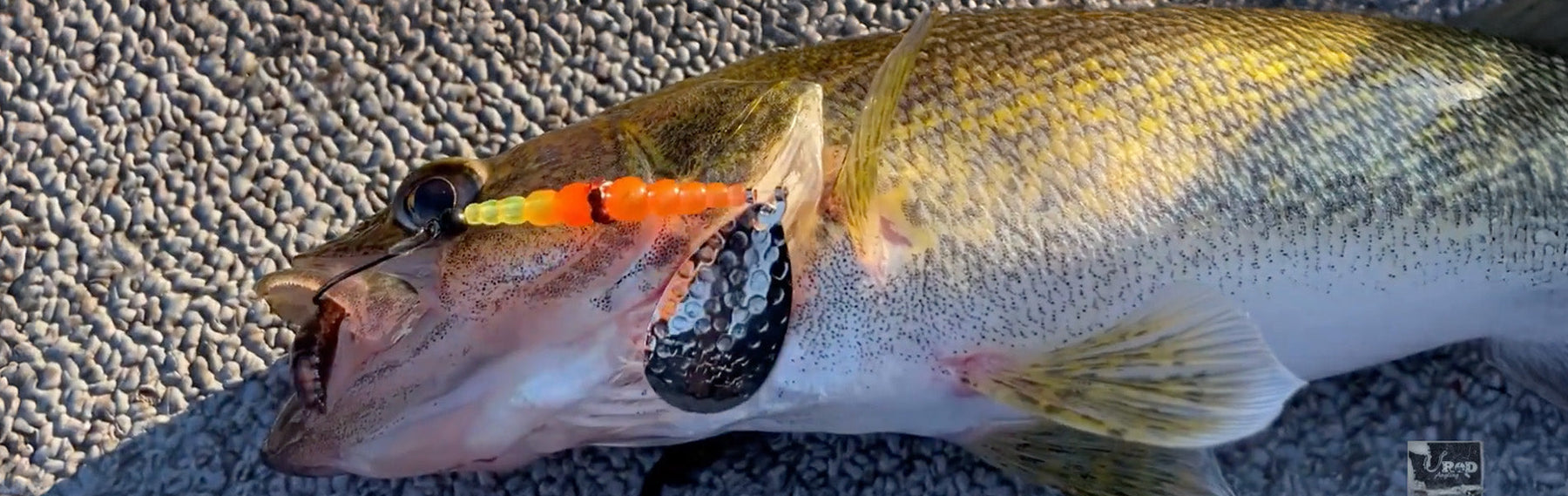Pro-Guide Tips: Walleye Slam