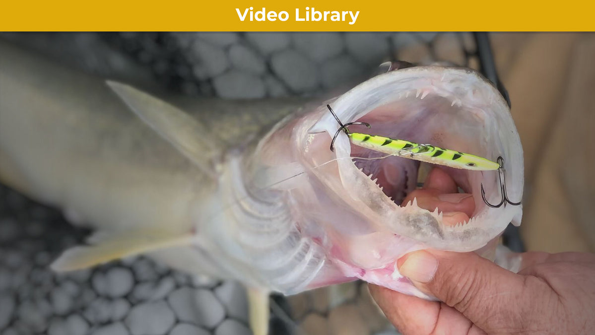 Expert Tip: Sonic Baitfish for Vertical Jigging — Mack's Lure Tackle