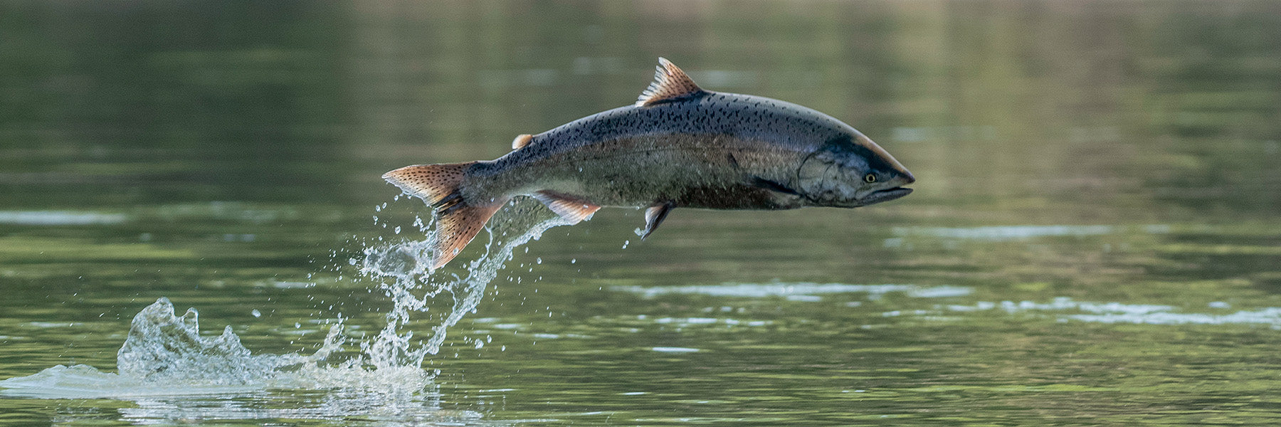 Chasing Chinook in Hood River
