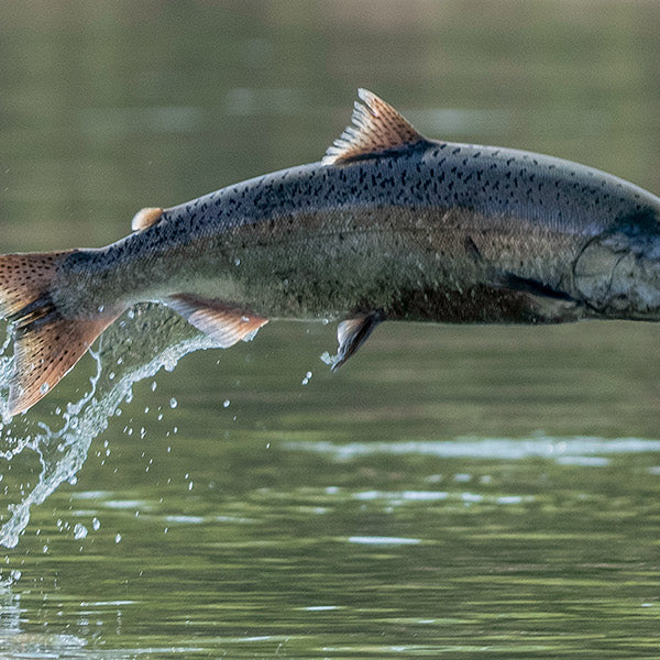Chasing Chinook in Hood River
