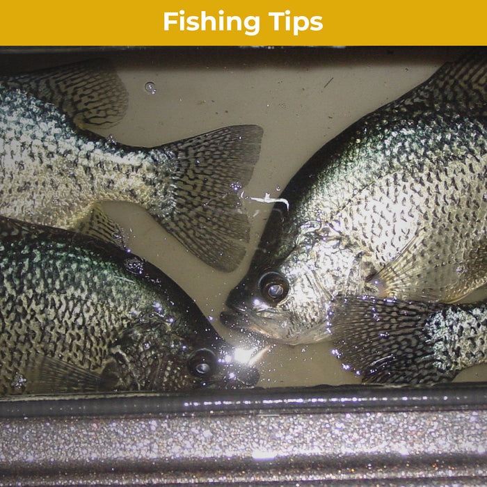 Stan's Tips on Finding and Catching Big Crappie