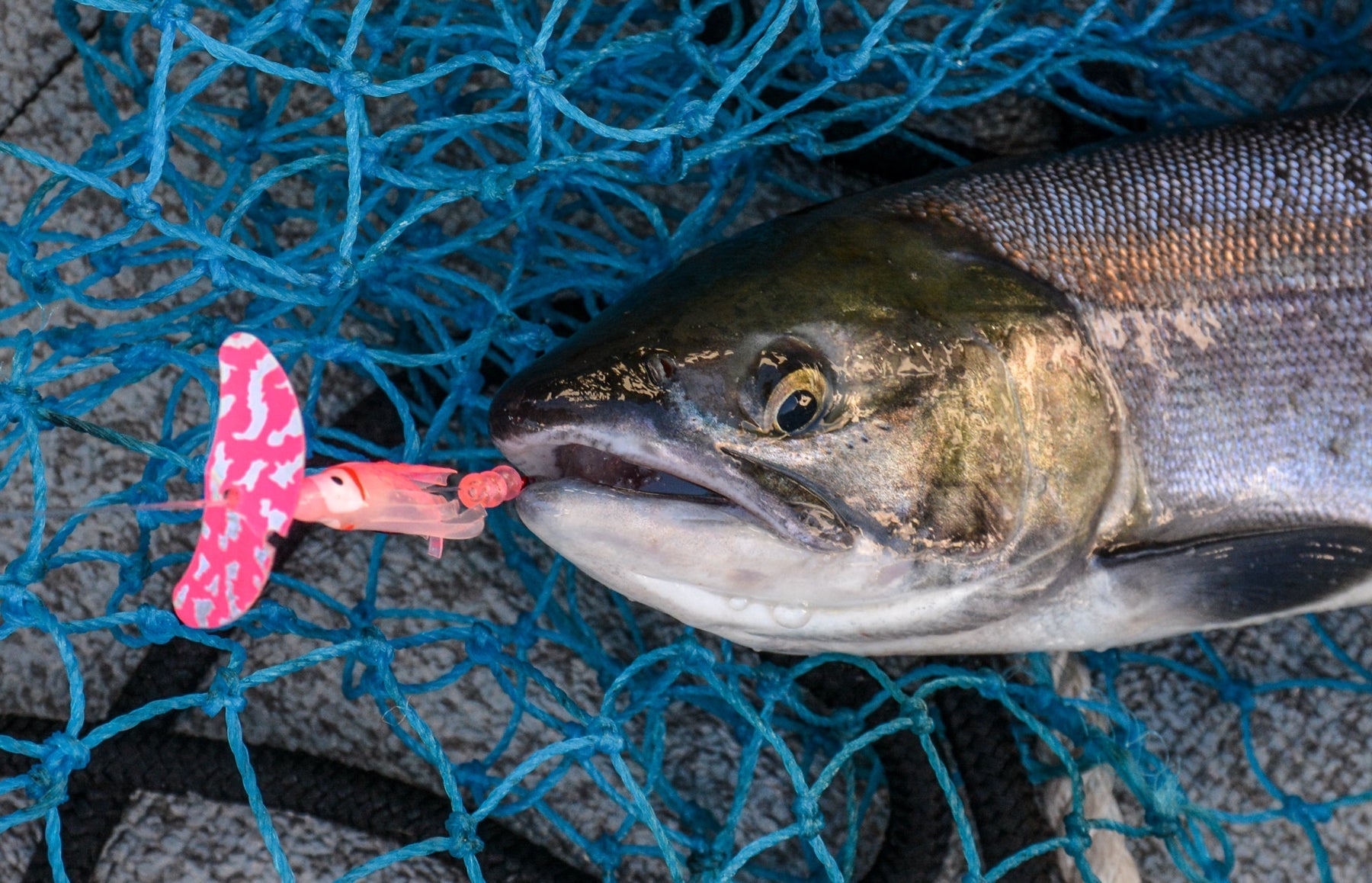 The Summer Sockeye Craze Has Begun