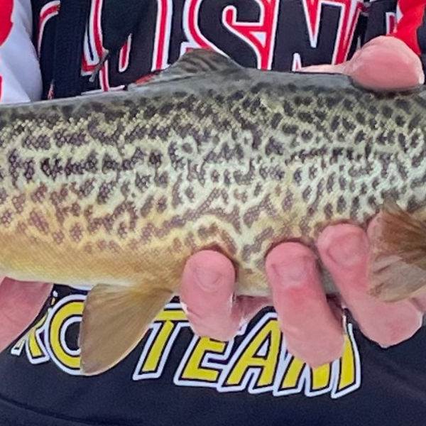 On the Ice with Mack’s Lure