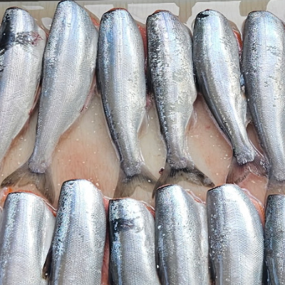 Mastering Kokanee Fishing