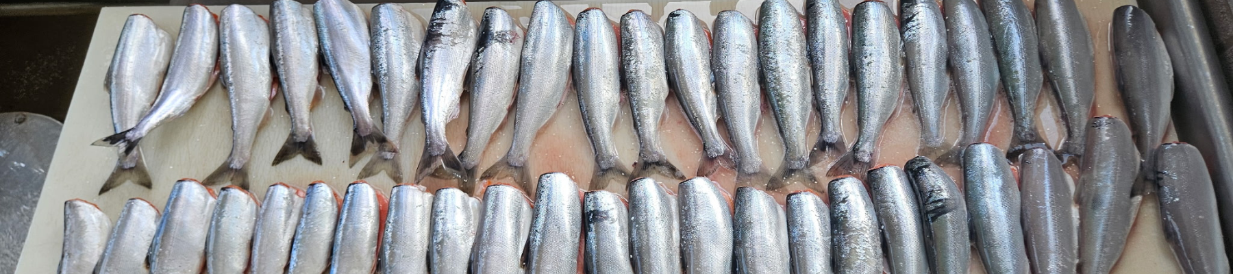Mastering Kokanee Fishing