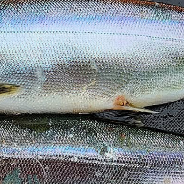 Winter Kokanee: Cold Season Success