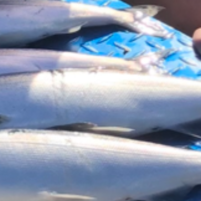 Easy Lemon Garlic Grilled Kokanee
