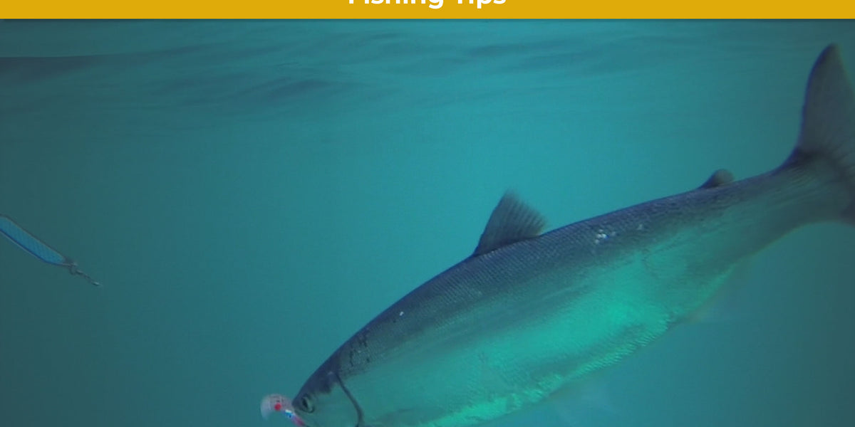 Expert Tips: Top Smile Blade Colors for Attracting Kokanee — Mack's Lure  Tackle