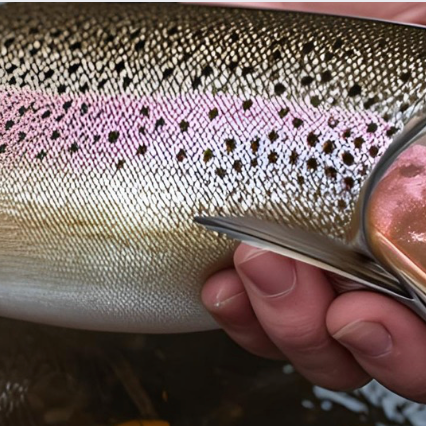 Winter Steelhead 2025: Positive Outlook