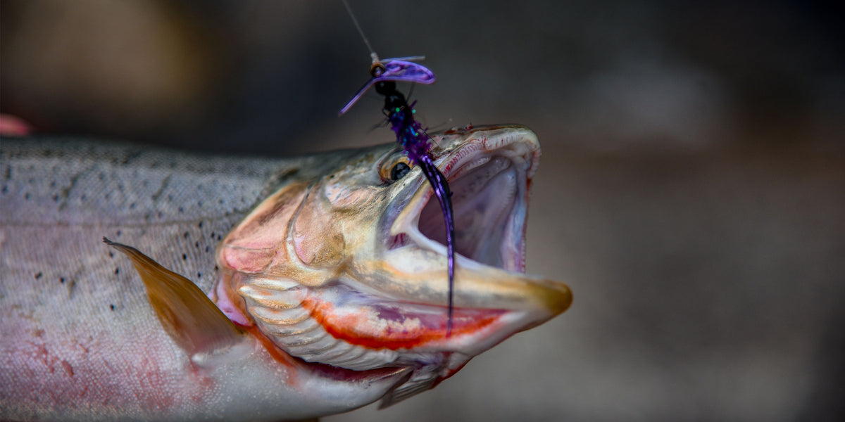 Brooks: Best Practices for Early Spring Trout Fishing Mack's Lure Tackle Brooks: Best Practices for Early Spring Trout Fishing Mack's Lure Tackle