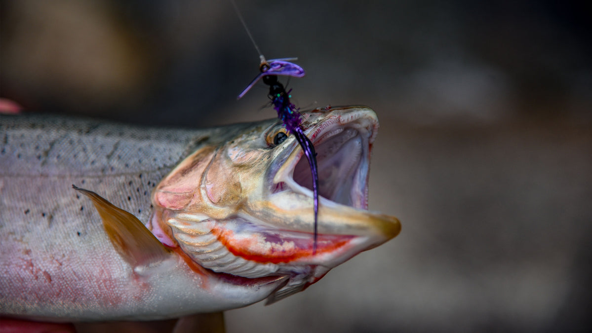 best rainbow trout lures spring The Mook Lure The Versatile Angler: Fishing Hard