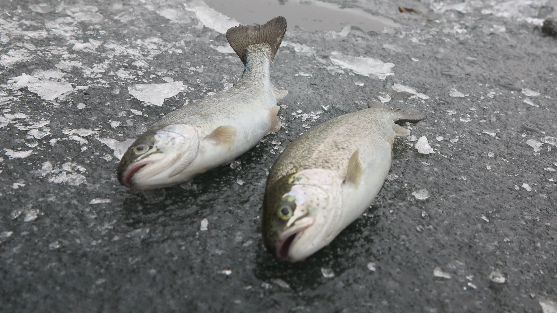 Brooks: Best Practices for Ice Fishing for Trout