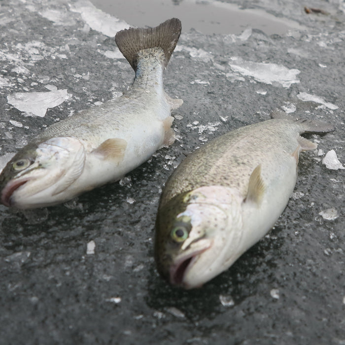 Brooks: Best Practices for Ice Fishing for Trout