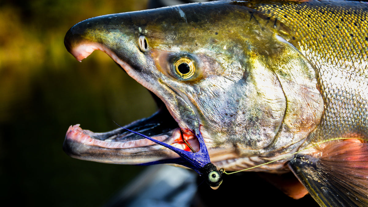 Twitching Rock Dancer Jigs for Coho Salmon — Mack's Lure Tackle