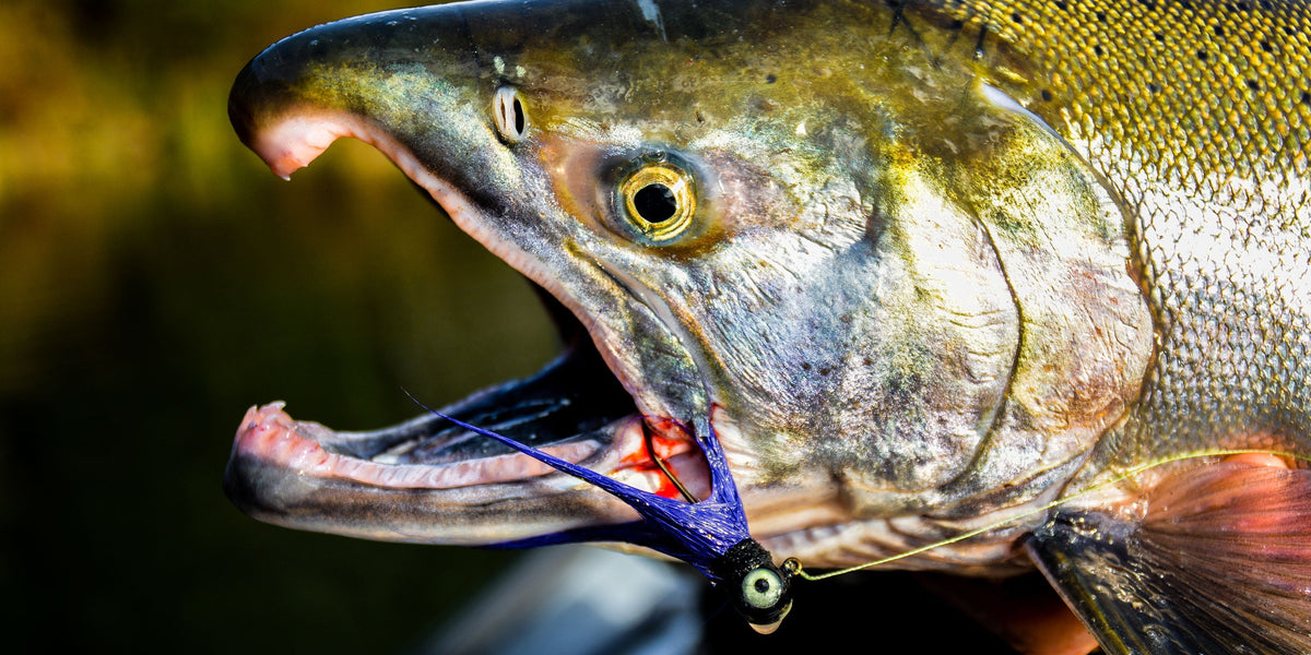 Twitching Rock Dancer Jigs for Coho Salmon  Mack's Lure Tackle