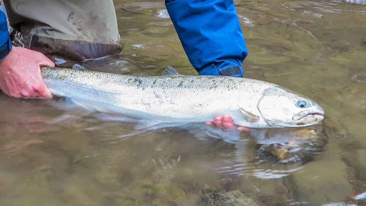 Want Perfect Steelhead Catching Shrimp Like This? Try This Recipe