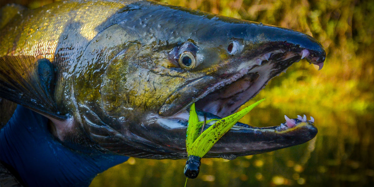 Fishing Baits Under a Float for Fall Salmon by Jason Brooks – Salmon Trout  Steelheader