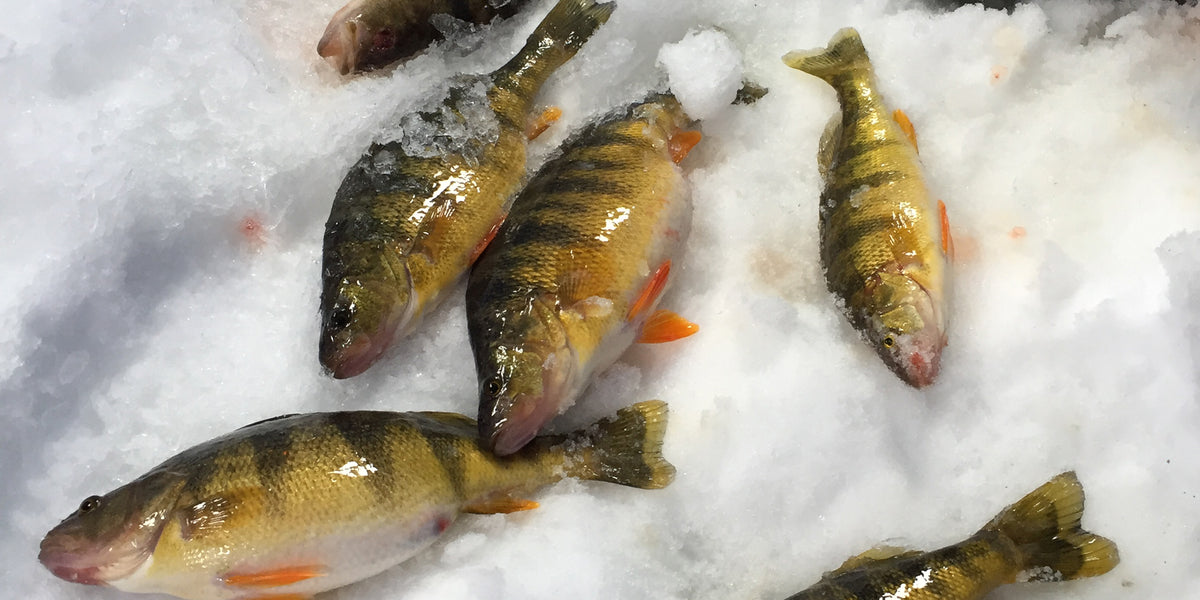 Coyne: Locating Yellow Perch Through the Ice -  — Mack's Lure  Tackle