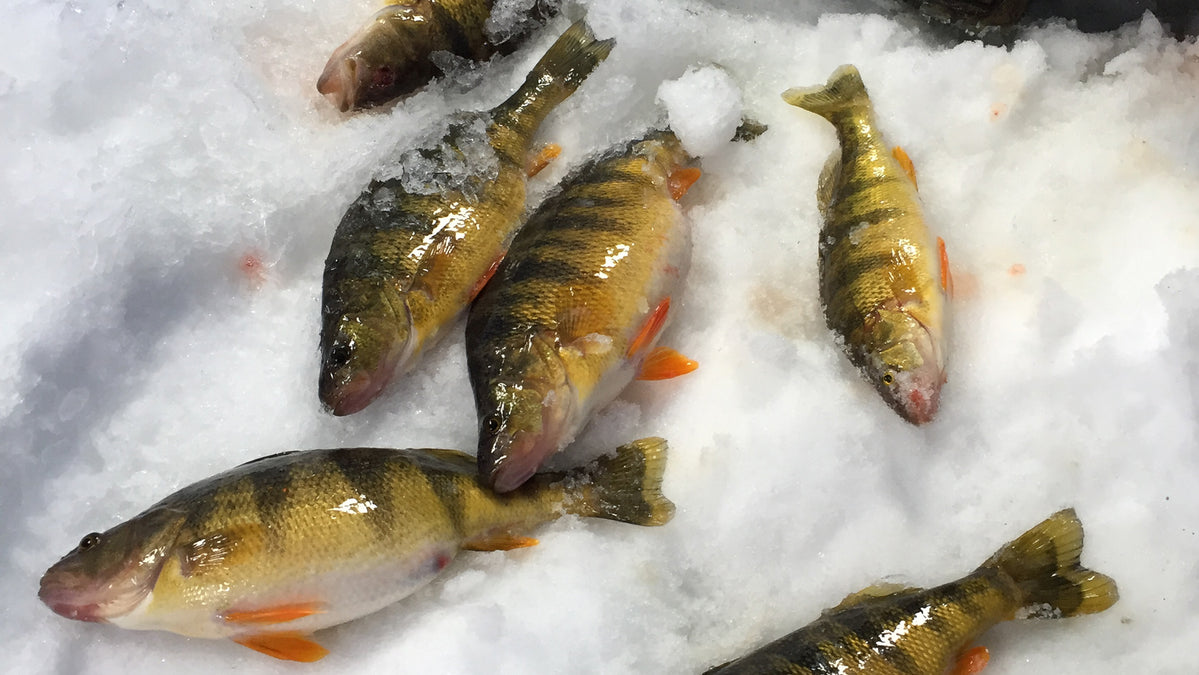 Coyne: Locating Yellow Perch Through the Ice -  — Mack's Lure  Tackle