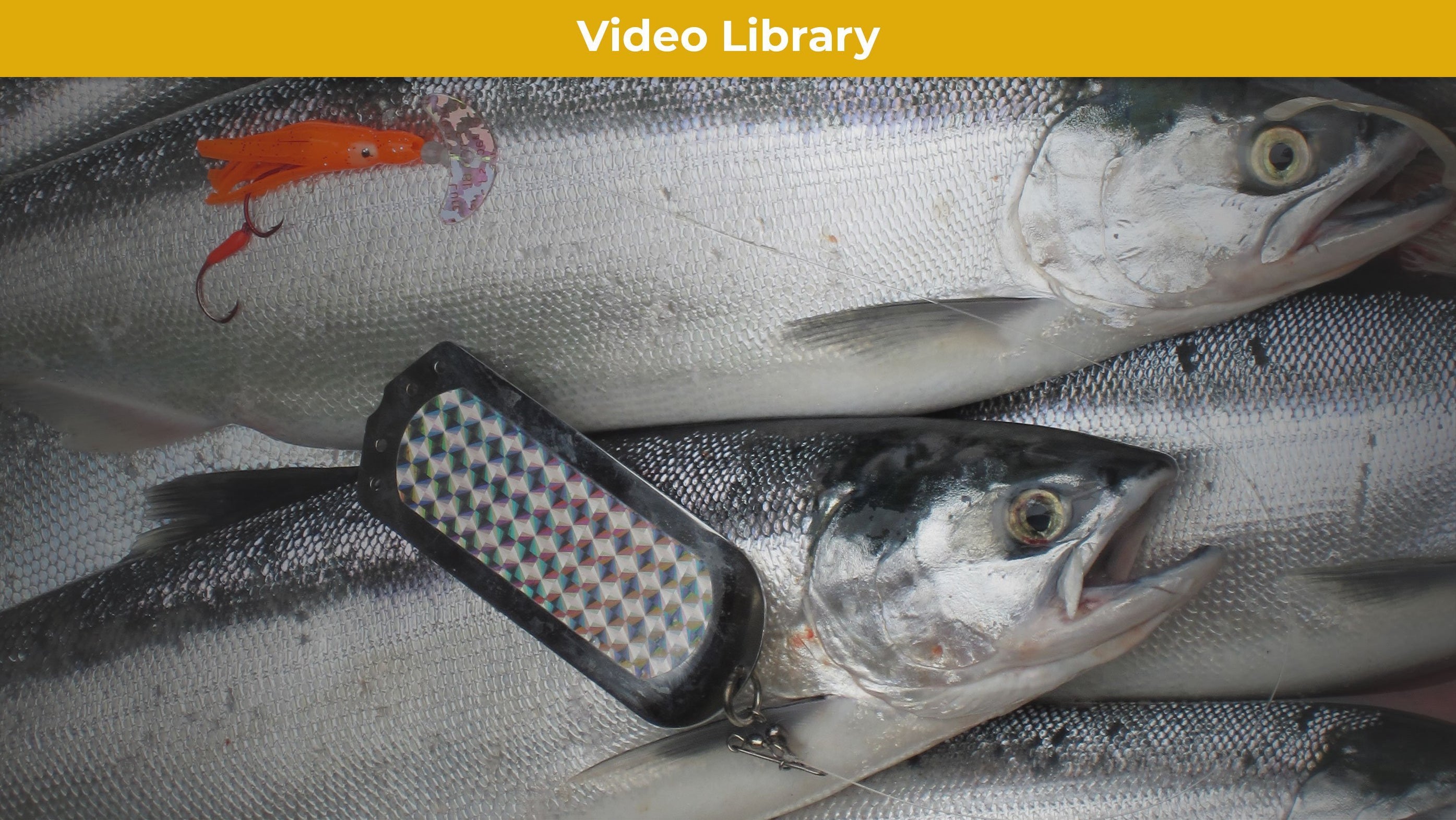 Learn the Basics of Using Mack's Dodgers to Fish Kokanee — Mack’s Lure