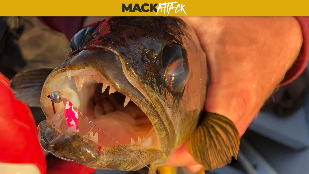 Spindrift Walleye, Patented Smile Blade, Macks Since 1969, 6' Leader,  Chacha