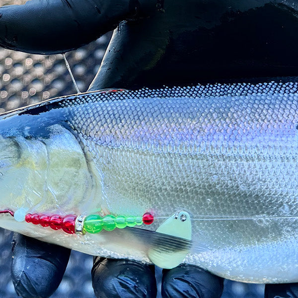 Kokanee Tactics on Bucks Lake