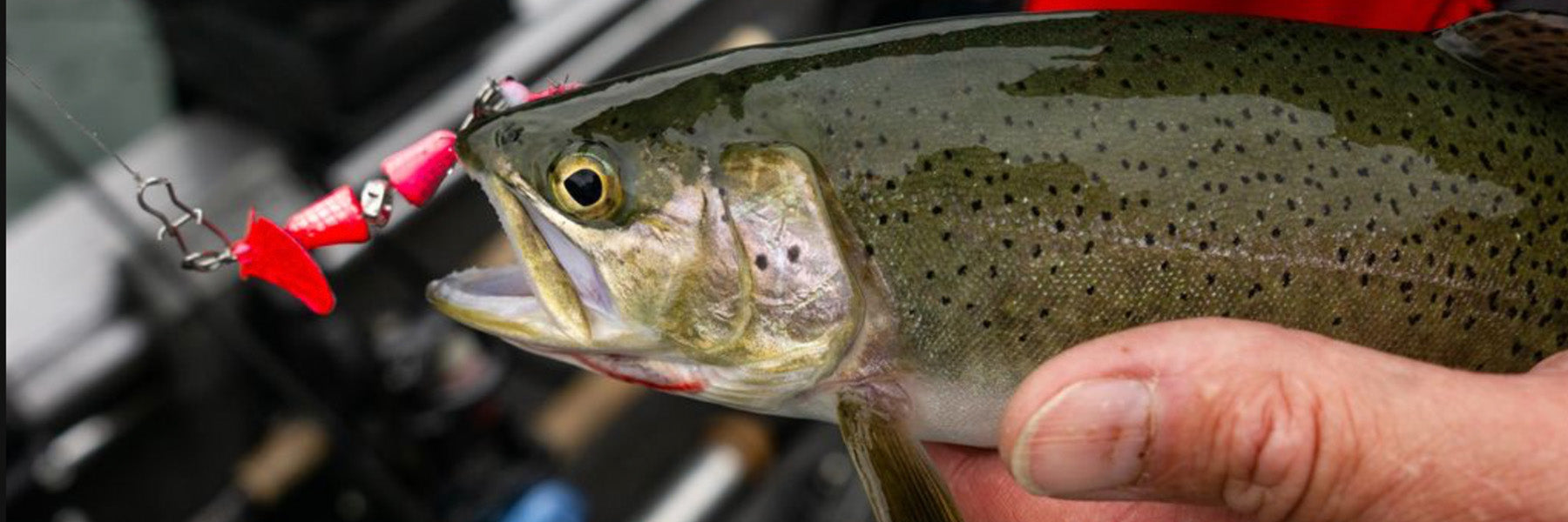 An Angling Experience