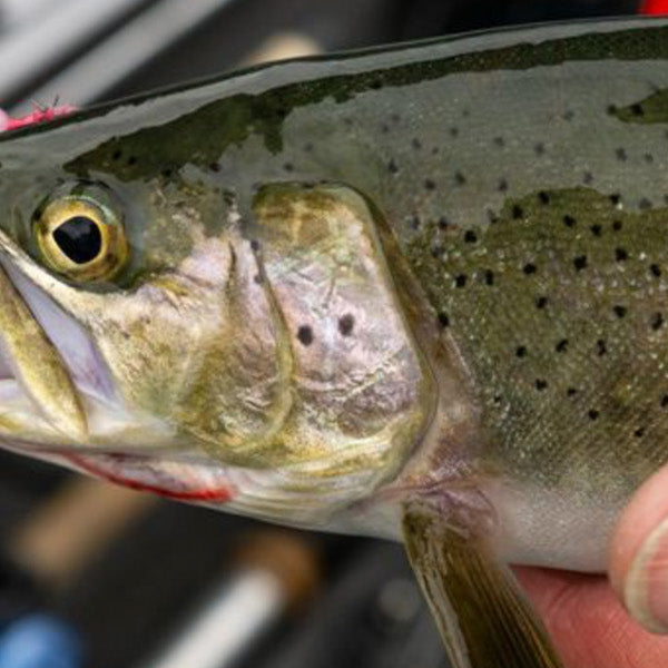 An Angling Experience