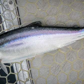 Kokanee Fishing 101: Learn the Basics