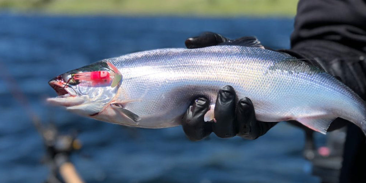 Kokanee and Walleye Head Up the Best Prospects for Spring