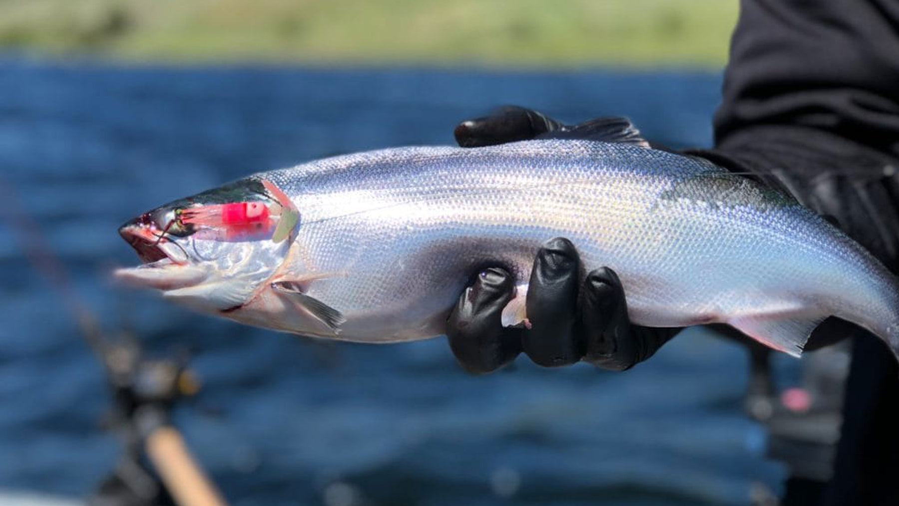 5 Proven Tactics to Catch More Kokanee this Spring