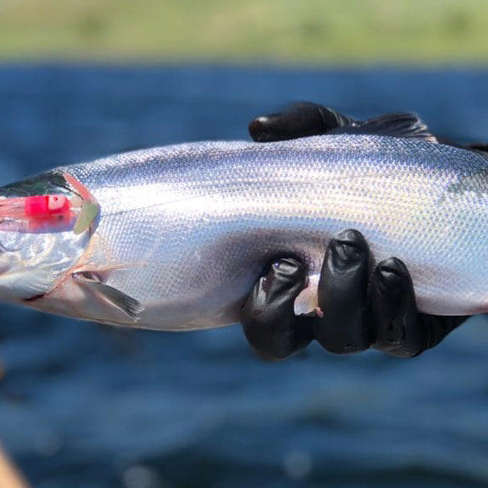 5 Proven Tactics to Catch More Kokanee this Spring