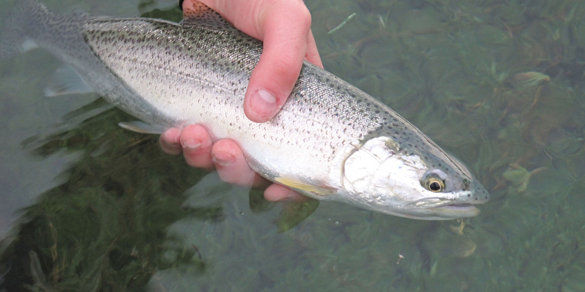 Brooks: Targeting Sea-Run Cutthroat Trout in Puget Sound — Mack's Lure  Tackle