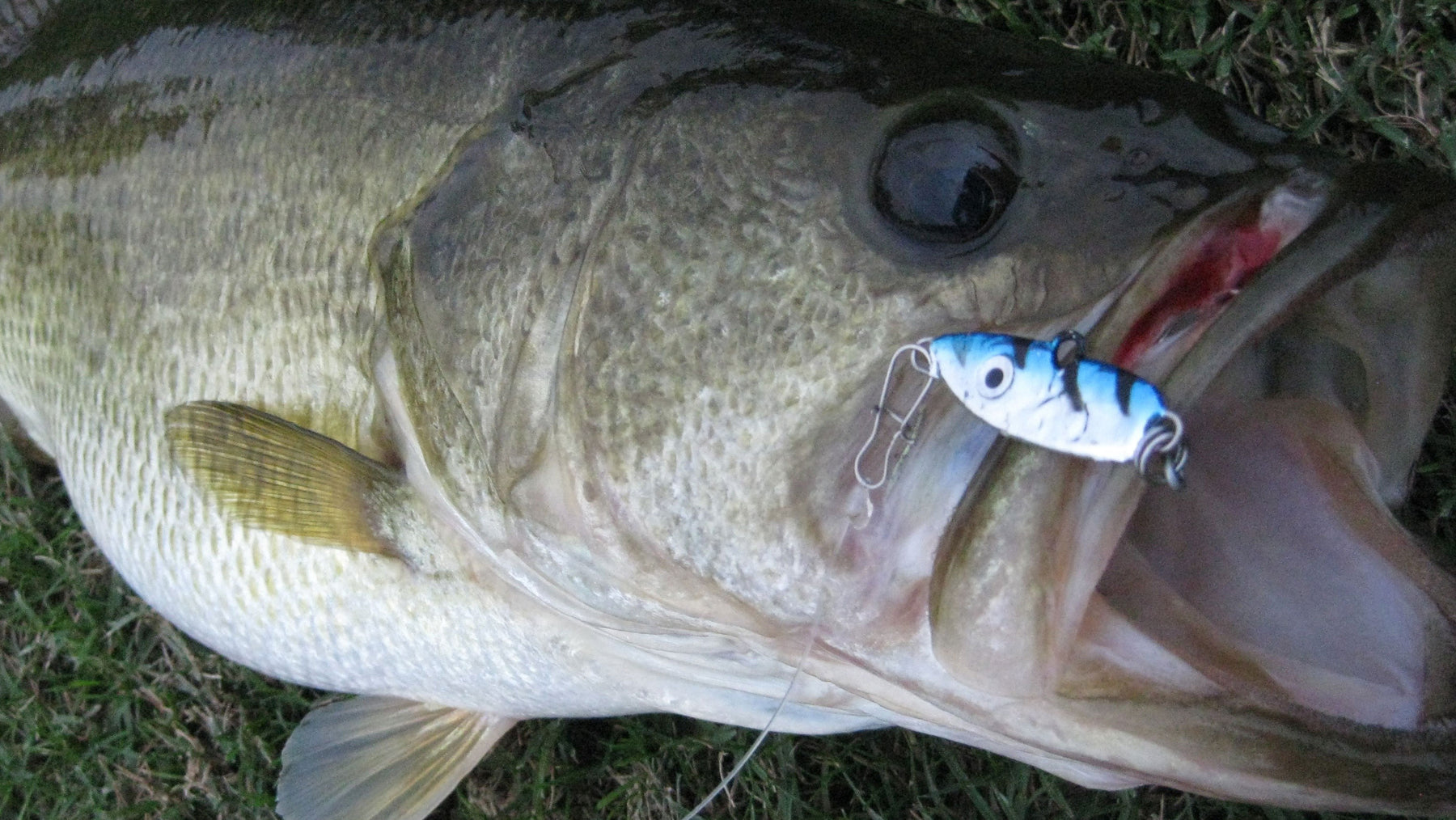 SBF Tips: Small Lures Catch Big Fish