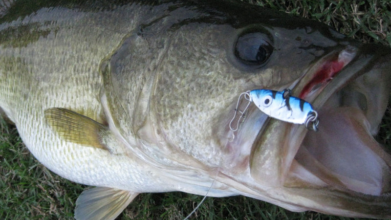 big lure little fish YOUNG LURES BOILING Y FISHING from SOUTH CAROLINA  Toad Tackle Having a selection of general Lil' 49er Ice Jig