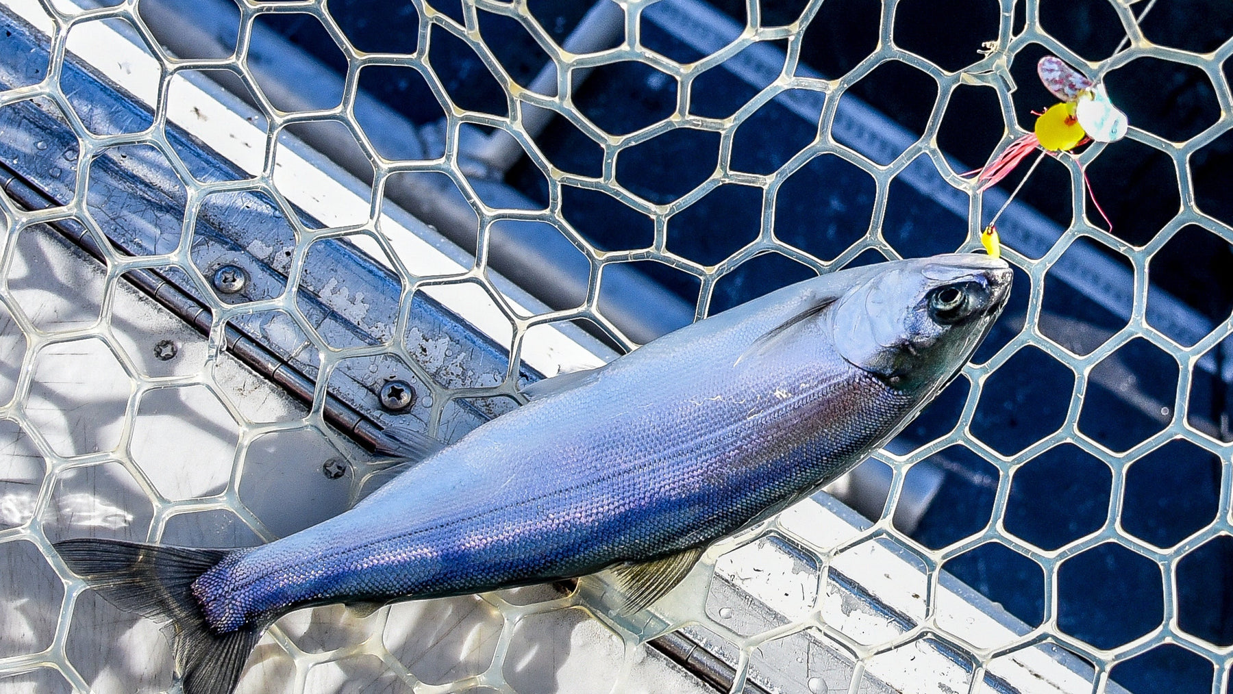 Brooks: Winter Kokanee Fishing on Lake Chelan