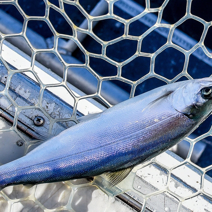Brooks: Winter Kokanee Fishing on Lake Chelan