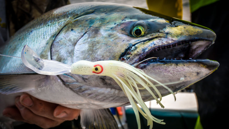 chinook salmon fishing lures King COHO Humpy Sockey Stealhead Squid Skirt Spinner Lure UV Gill Crenated Double Hooks for Trolling (Pink, Green, White, Metallic Green) : Sports & Outdoors Top 5 Lure Presentations for