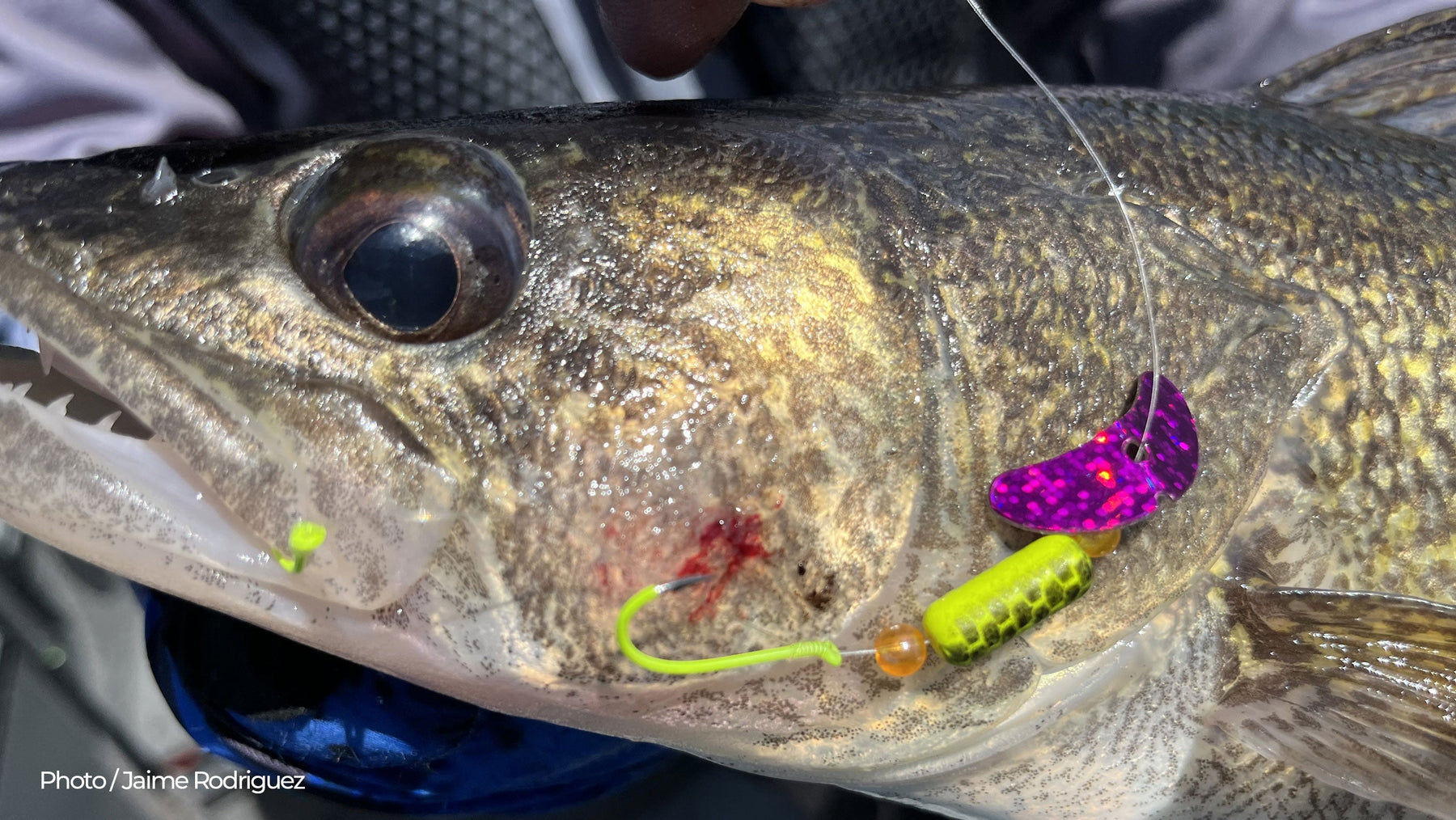 Targeting Pre-Spawn and Spawning Walleye