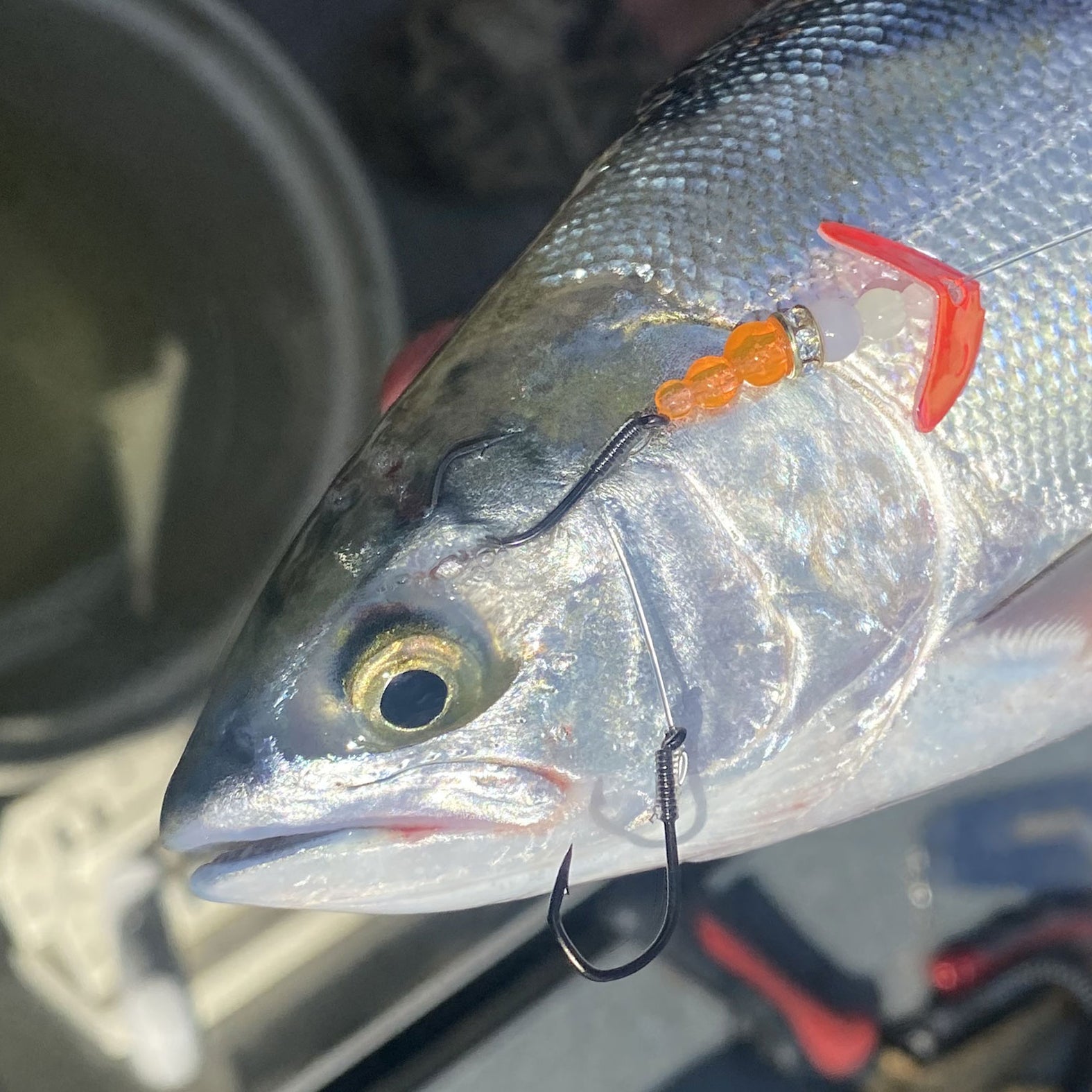 Fishing Tips by Species Mack's Lure Pro Staff — Mack’s Lure Tackle