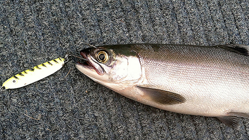 Trolling Tips for Saltwater Salmon - Mack Attack Magazine — Mack's Lure  Tackle