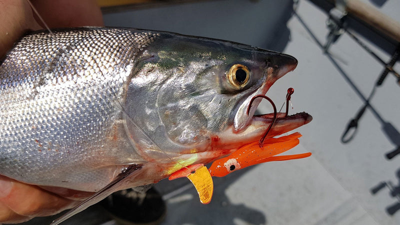 best hooks for kokanee fishing Arrowbash 6 Set Squid Hoochies-Glow Fresh Water Salmon Trolling Lures with Pre-Rigged Octopus Hooks-Synthetic Skirts Kokanee Hoochies Versatile Design Salmon Fishing : Sports & Outdoors Kokanee and trout bite readily My All Time Favorite Kokanee