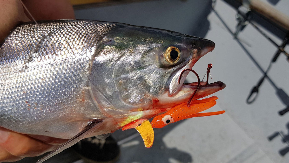 best rainbow trout and triploid lures trolling Trigger Minnow Kit for Rainbow Trout Downrigger Setup For