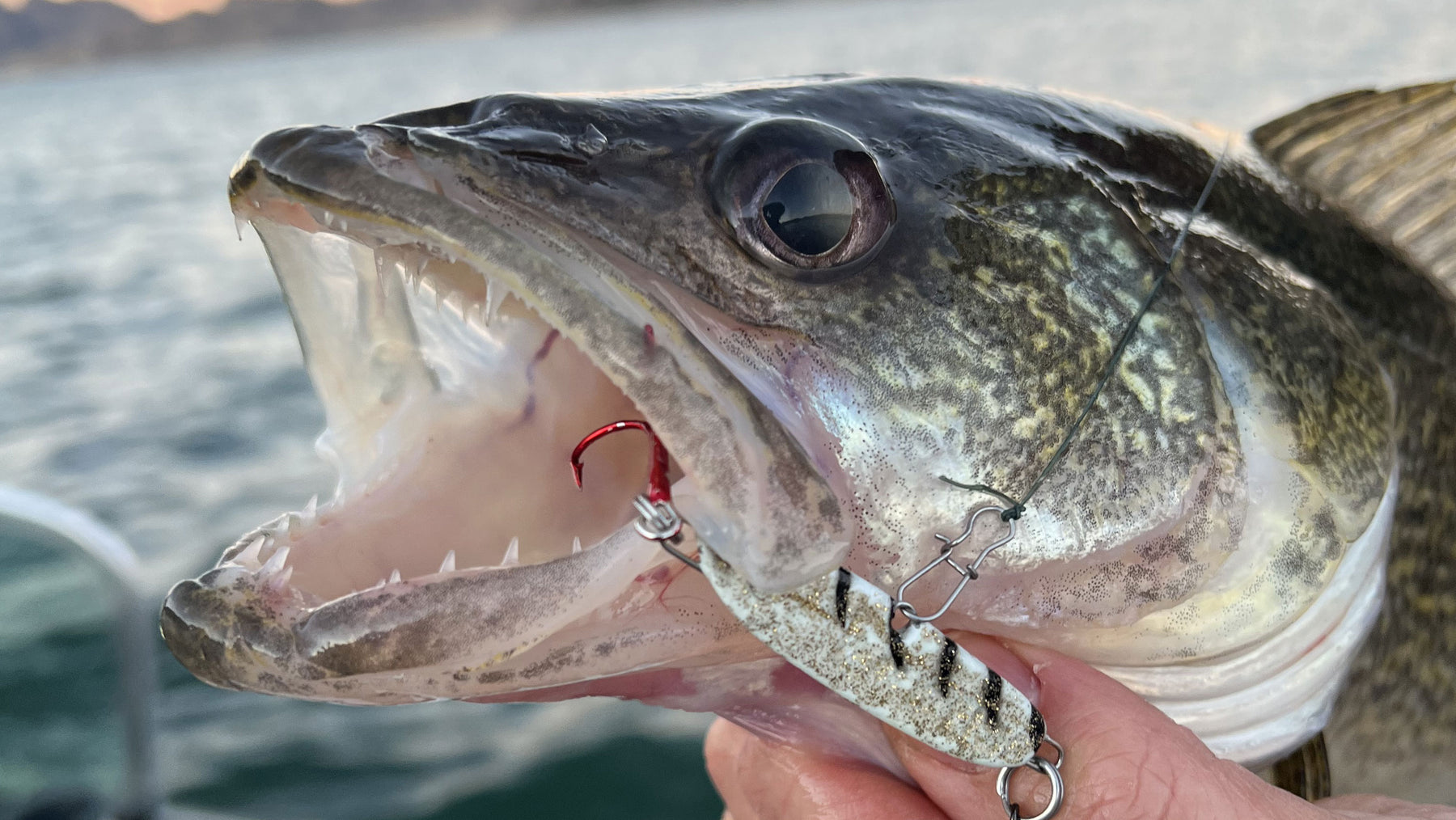 Rosko: Navigating Rocky, Snaggy Structure with "Micro" Sonic BaitFish