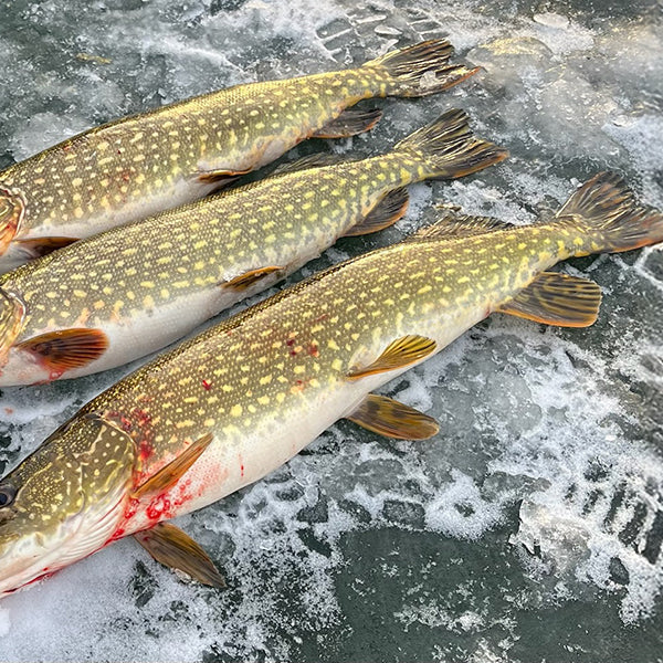 The Ultimate Ice Fishing Setup for Northern Pike