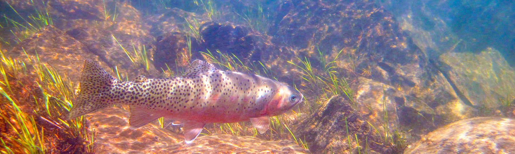 Mastering the Masquerade: Learning to Mimic Prey for Sea-Run Trout in Pudget Sound