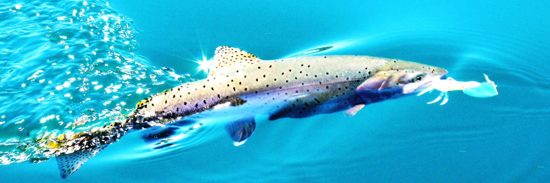 Summer Rainbows: Tactics for Catching Trout