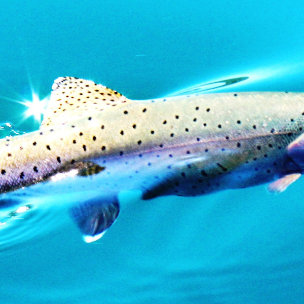 Summer Rainbows: Tactics for Catching Trout